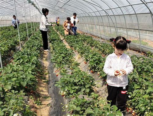 伊川縣鄉(xiāng)域觀光農(nóng)業(yè)前景好