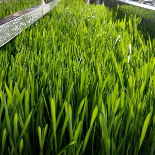 青泓農(nóng)業(yè) 自動化水培青綠牧草設(shè)備服務(wù)商_濰坊青泓農(nóng)業(yè)科技有限公司