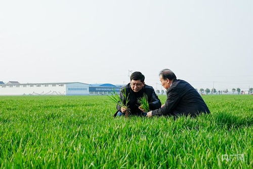 萬(wàn)象 耕 新丨科技書寫春耕時(shí)間 河南孟州探索農(nóng)業(yè)新篇