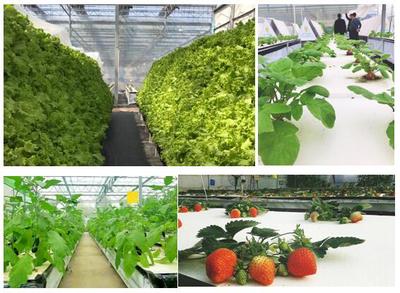 植物空間城幸福百姓安居樂(lè)業(yè) 新農(nóng)業(yè)變革生活