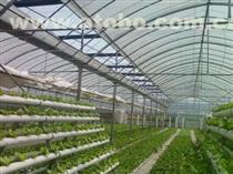 【供應圣騎士F1蘆筍種子價格】圣騎士F1蘆筍種子,價格,廠家,供應商,其他農(nóng)業(yè),曹縣華東蘆筍科技服務 - 產(chǎn)品庫 - 阿土伯交易網(wǎng)