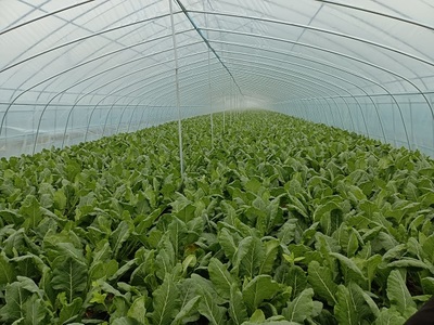 朱巷鎮(zhèn):用好集體經(jīng)濟&ldquo;三法寶&rdquo;,助力鄉(xiāng)村振興開新局