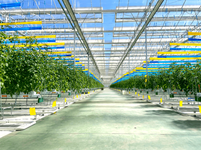 彌渡櫻桃番茄正當紅:數字植物工廠開辟農業(yè)新賽道