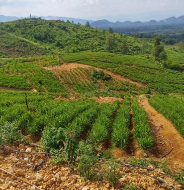 在農村搞個什么項目賺錢?探索農村致富新路徑,實現(xiàn)財富增長!